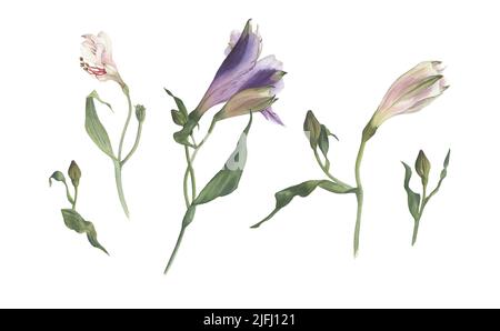 Ein großer Satz von Alstroemeria-Blüten und Knospen, handgezeichnet in Aquarell. Florale Elemente auf weißem Hintergrund schaffen zarte Kompositionen, Muster Stockfoto