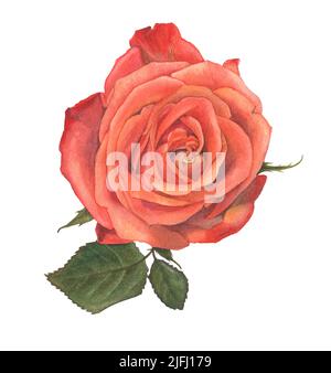 Helle Rose von Hand in Aquarell gemalt. Florales Element auf weißem Hintergrund zum Erstellen von Karten, Einladungen, Mustern. Stockfoto