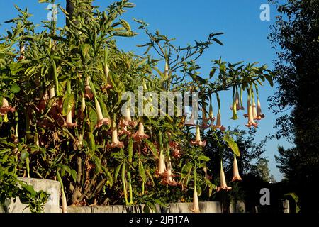 Rosa Engel Trompete Brugmansia suaveolens. Auch bekannt als Engel Tränen. Südkalifornien Stockfoto