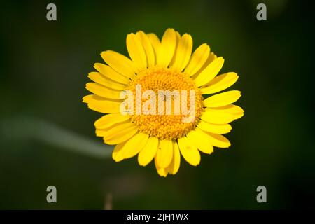 Dyer-Kamille (Anthemis tinctoria) Stockfoto