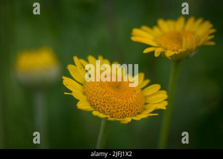 Dyer-Kamille (Anthemis tinctoria) Stockfoto