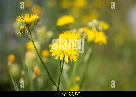 Rauer Weißbart (Crepis biennis) Stockfoto