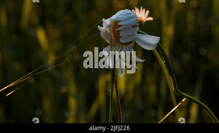 Insektenspinne sitzt auf Blumenkamille auf verschwommenem Sommerwiesenhintergrund. Kreativ. Spinnennetz hängt an einer Blume. Stockfoto