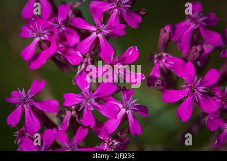 Mädchen rosa, Wiese rosa (Dianthus deltoides) Stockfoto