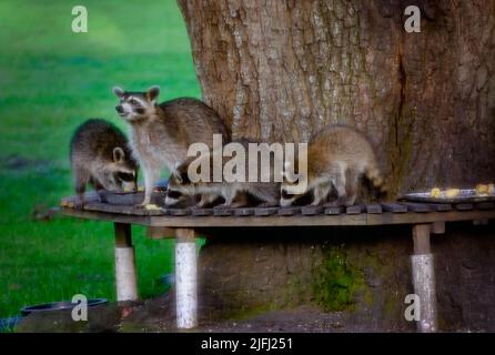 Eine Waschbär-Mutter und ihre Babys essen in einer Tierfütterungsstation im Hinterhof, July13, 2021, in CODEN, Alabama. Stockfoto