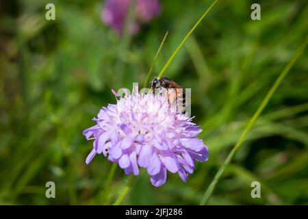 Insekt ernährt sich von einer violetten Blume Stockfoto