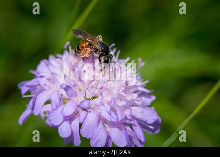 Insekt ernährt sich von einer violetten Blume Stockfoto