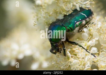Grüner Rosenkäfer, Goldschmiedekäfer (Cetonia aurata) Stockfoto