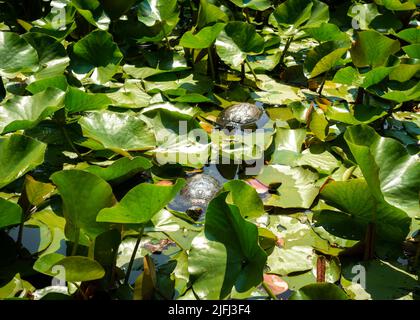 Paar Rotohrschildkröten oder Rotohrschildkröten Trachemys scripta elegans zwischen Seerosenblättern im Teich in städtischer Umgebung Stockfoto