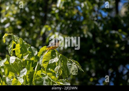 Baltimore Oriole sitzt in einem Baumzweig Stockfoto