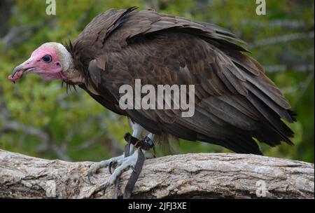 Ein Geier, der ein Stück Fleisch isst. Stockfoto