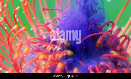 Unterwasserblume und Blütenblätter im fliedernen Tintennebel. Archivmaterial. Fantasieblüte, Naturzauber, rosa blühende Blume. Stockfoto