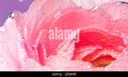 Schöne, geöffnete rosafarbene Rosenblüte mit ihren Blütenblättern, die von winzigen Luftblasen bedeckt sind. Archivmaterial. Blühende rosa Rose Blume unter Wasser, Konzept der Romantik. Stockfoto