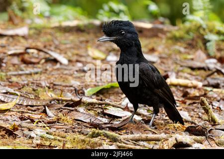 Langwattelte Umbrellabird - Cephalopterus penduliger, Cotingidae, spanische Namen umfassen Pajaro bolson, Pajaro toro, Dungali und vaca del monte, selten b Stockfoto