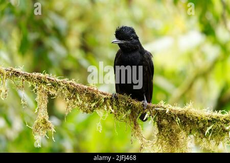 Langwattelte Umbrellabird - Cephalopterus penduliger, Cotingidae, spanische Namen umfassen Pajaro bolson, Pajaro toro, Dungali und vaca del monte, selten b Stockfoto