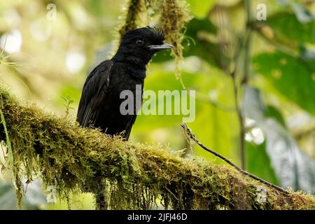 Langwattelte Umbrellabird - Cephalopterus penduliger, Cotingidae, spanische Namen umfassen Pajaro bolson, Pajaro toro, Dungali und vaca del monte, selten b Stockfoto