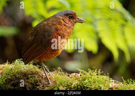 Riesen-Antpitta - Grallaria gigantea Sitzvogelarten aus der Familie der Antpitta Grallariidae, selten und rätselhaft, nur aus Kolumbien und Ecuador bekannt, c Stockfoto