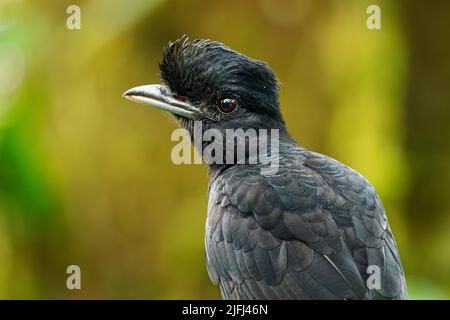 Langwattelte Umbrellabird - Cephalopterus penduliger, Cotingidae, spanische Namen umfassen Pajaro bolson, Pajaro toro, Dungali und vaca del monte, selten b Stockfoto