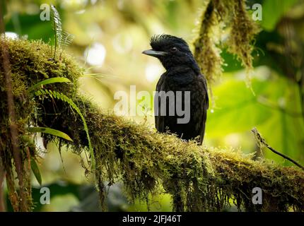 Langwattelte Umbrellabird - Cephalopterus penduliger, Cotingidae, spanische Namen umfassen Pajaro bolson, Pajaro toro, Dungali und vaca del monte, selten b Stockfoto