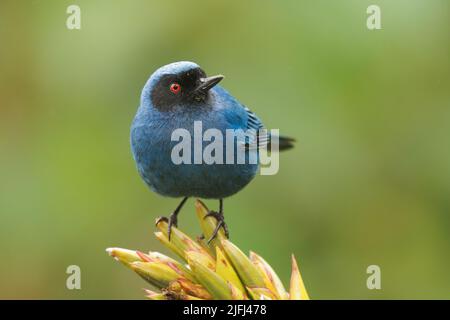 Masked Flowerpiercer - Diglossa cyanea blue tanager Bird in Bergwald und Peeling in Südamerika gefunden, scharfen Haken auf dem Unterkiefer zu schneiden offen Stockfoto