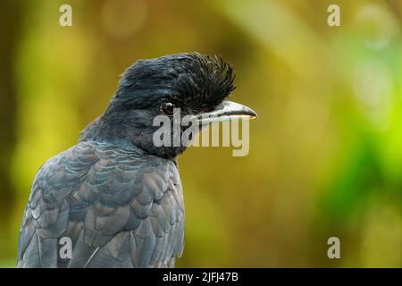 Langwattelte Umbrellabird - Cephalopterus penduliger, Cotingidae, spanische Namen umfassen Pajaro bolson, Pajaro toro, Dungali und vaca del monte, selten b Stockfoto