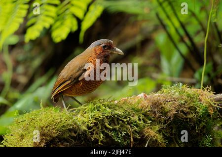 Riesen-Antpitta - Grallaria gigantea Sitzvogelarten aus der Familie der Antpitta Grallariidae, selten und rätselhaft, nur aus Kolumbien und Ecuador bekannt, c Stockfoto