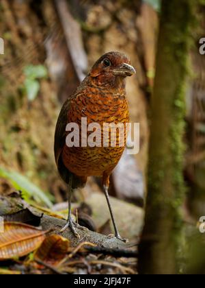 Riesen-Antpitta - Grallaria gigantea Sitzvogelarten aus der Familie der Antpitta Grallariidae, selten und rätselhaft, nur aus Kolumbien und Ecuador bekannt, c Stockfoto