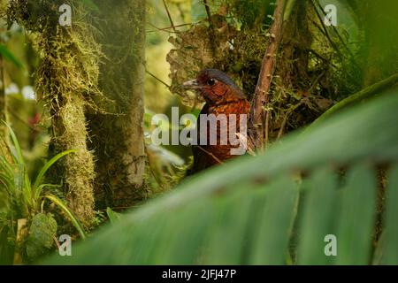 Riesen-Antpitta - Grallaria gigantea Sitzvogelarten aus der Familie der Antpitta Grallariidae, selten und rätselhaft, nur aus Kolumbien und Ecuador bekannt, c Stockfoto