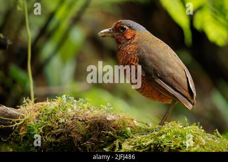 Riesen-Antpitta - Grallaria gigantea Sitzvogelarten aus der Familie der Antpitta Grallariidae, selten und rätselhaft, nur aus Kolumbien und Ecuador bekannt, c Stockfoto