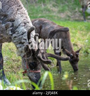 Erwachsene und Kälberrentiere in Alaska während der Sommerzeit. Stockfoto