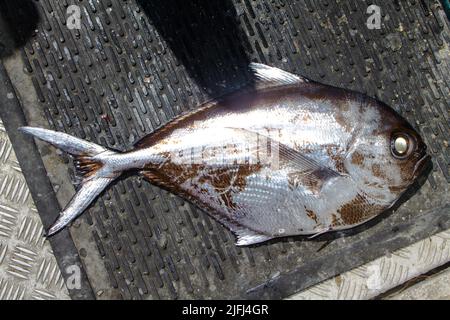 Ein Blick auf Life in New Zealand: Kommerziell gefangener Meeresfisch: Ray's Brama (Brama brama). Stockfoto