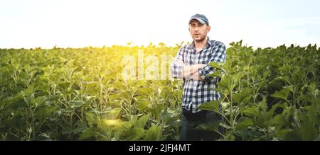 Ein Landwirt steht vor dem Hintergrund eines landwirtschaftlichen Feldes aus Sonnenblumen, selektivem Fokus, Panorama. Agronom auf landwirtschaftlichen Flächen Stockfoto