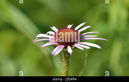 Eine Nahaufnahme einer Kegelblume, die an einem sonnigen Sommertag vollständig geöffnet wurde. Stockfoto
