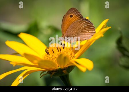 Wiese braun Schmetterling (Maniola Jurtina) Stockfoto