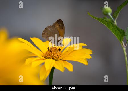 Wiese braun Schmetterling (Maniola Jurtina) Stockfoto
