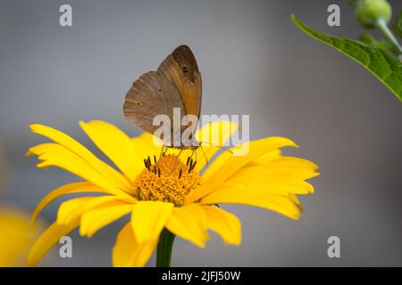 Wiese braun Schmetterling (Maniola Jurtina) Stockfoto