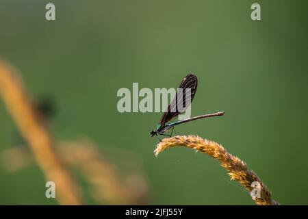 Schöne Prachtlibelle (Calopteryx Virgo) Stockfoto