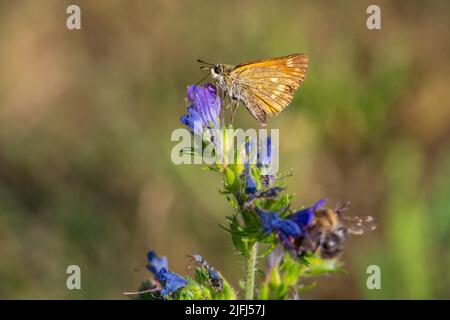 Großen Skipper (Ochlodes Sylvanus) Stockfoto