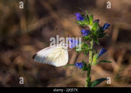 Großer Kohlweißling (Pieris brassicae) Stockfoto