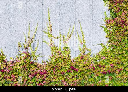 Wunderschönes Efeu-Laub aus Boston, das auf einer weiß gestrichenen Lärmschutzwand klettert. Parthenocissus tricuspidata. Dekorative Kletterpflanzen rote oder grüne Blätter an der OSB-Wand. Stockfoto