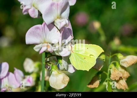 Schmetterling aus Schwefel (Lepidoptera Gonepteryx rhamni) Stockfoto