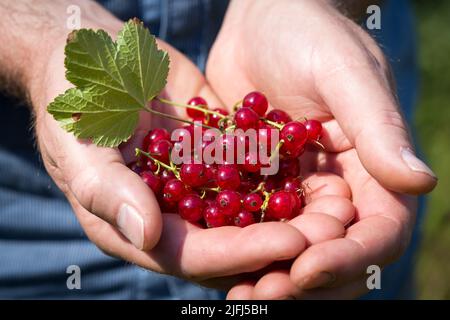 Mann, der rote Johannisbeeren in den Händen hält Stockfoto