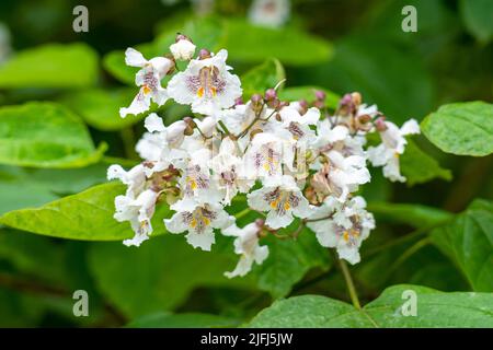 Nördliche catalpa speciosa blühende weiße Blüten aus nächster Nähe Stockfoto