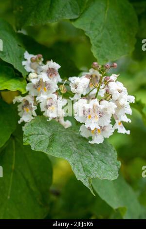 Nördliche catalpa speciosa blühende weiße Blüten aus nächster Nähe Stockfoto