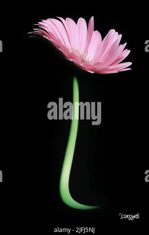 Digital veränderten Bild ein Gänseblümchen Stockfoto
