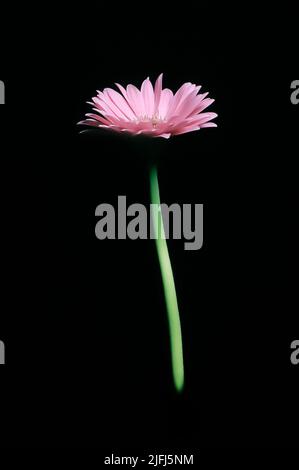 Digital veränderten Bild ein Gänseblümchen Stockfoto