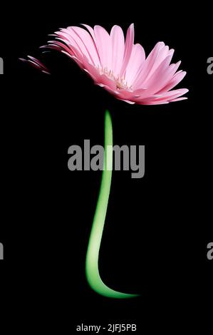 Digital veränderten Bild ein Gänseblümchen Stockfoto