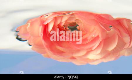 Nahaufnahme einer blühenden, weichen rosa Rosenblüte mit Blütenblättern. Archivmaterial. Konzept von Liebe und Romantik. Stockfoto