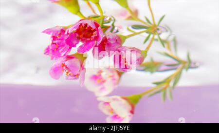 Nahaufnahme einer blühenden, zartrosa Blume mit Blütenblättern. Archivmaterial. Konzept von Liebe und Romantik. Stockfoto