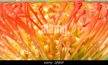 Erstaunliche orange und gelbe leucospermum Blütenknospe im transparenten Wasser. Archivmaterial. Blühende Sommer floralen Hintergrund. Stockfoto